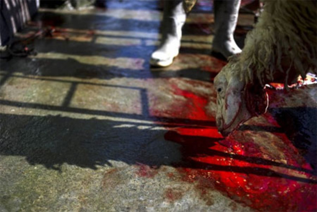 Cows were fed on the ground up remains of other cows & sheep – the result is thought to be BSE (mad cow disease) in the USA cattle are fed partly on recycled plastic pellets.