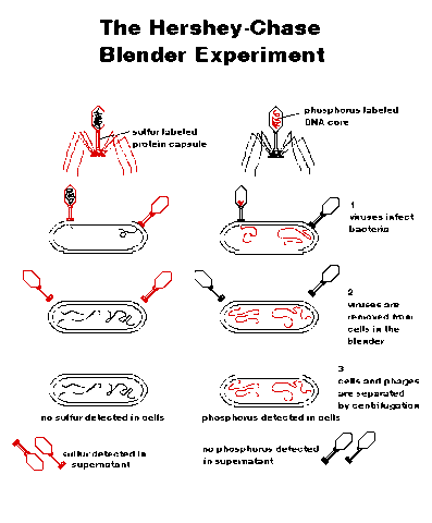 Alfred Hershey & Martha Chase