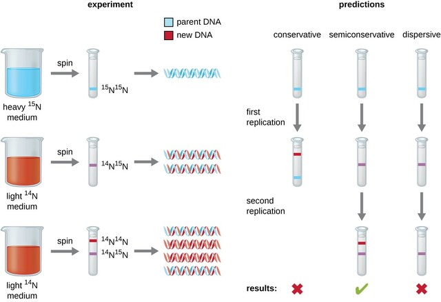 Matthew Meselson & Franklin Stahl