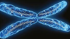 Timeline: Teoría cromosómica de la herencia