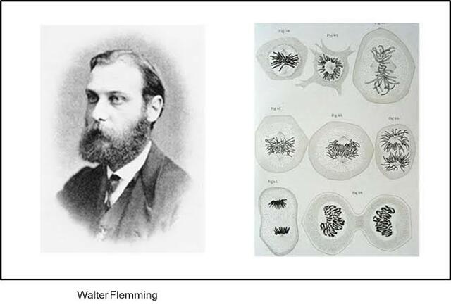 Walther flemming investigar el proceso de división celular