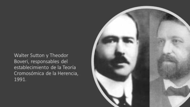 Sutton y boveri postulado de la teoría cromosómica