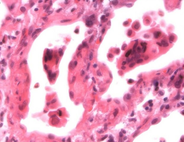 Oswald Avery,  Maclyn McCarty & Colin McCleod