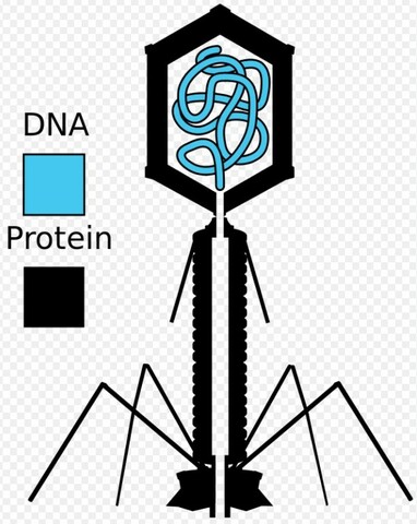 Alfred Hershey & Martha Chase