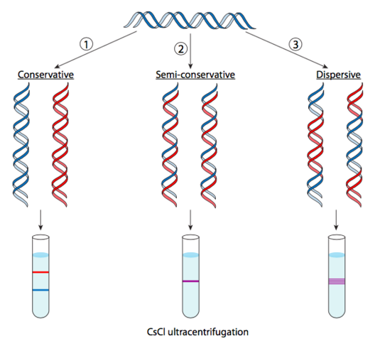 Matthew Meselson & Franklin Stahl