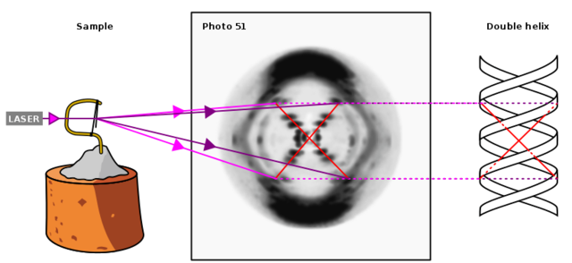 Rosalind Franklin and Maurice Wilkins