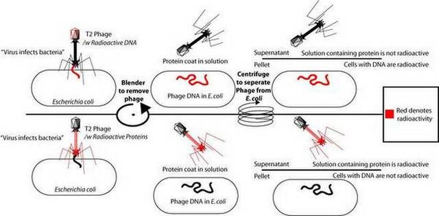 Alfred Hershey & Martha Chase