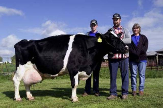 Cows naturally produce 5 litres of milk per day for their calves – under the intensified systems of modern farming they produce 25-40 litres per day – resulting in swollen & inflamed udders – at this rate they are soon worn out