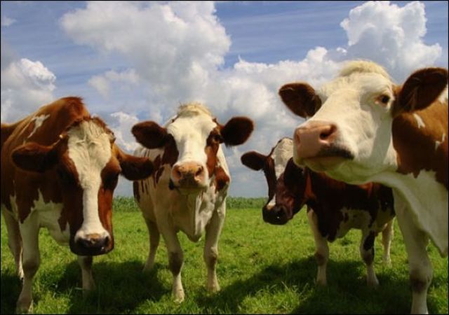 25% of methane emissions are due to animal farming (not including the billions of sheep, pigs & poultry so the real figure is much higher)