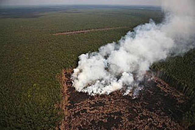 The destruction of the rainforest by cattle farmers is destroying the lungs of the planet & reducing the worlds capacity to replenish our oxygen supply.