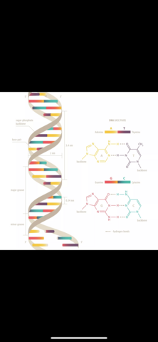 James Watson and Frances Crick