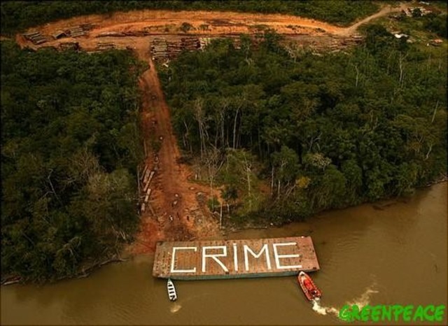 Between 1966-1983 38% of the Amazon rain forest was destroyed for cattle grazing...
