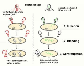 Alfred Hershey & Martha Chase