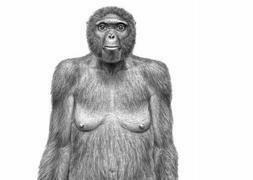 Ultima abuela en común humanos y chimpancés