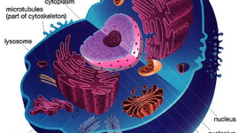 Timeline: Cell Theory Timesling