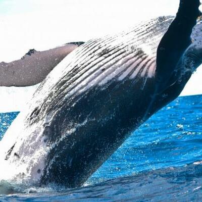 Timeline: Evolución de la ballena
