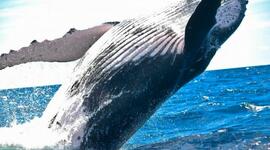 Timeline: Evolución de la ballena