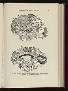 Mapa del cerebro de Brodmann