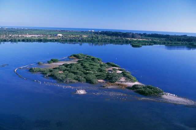 Pelican Island