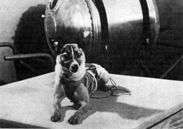 Laika arriba a l'espai: 3 de noviembre de 1957 primera perra en ir al espacio