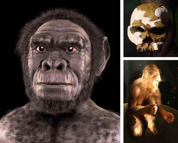 HOMO HABILIS