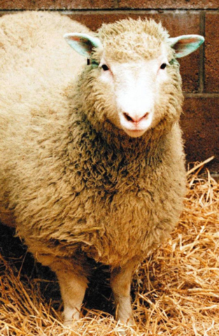 Clonazione pecora Dolly