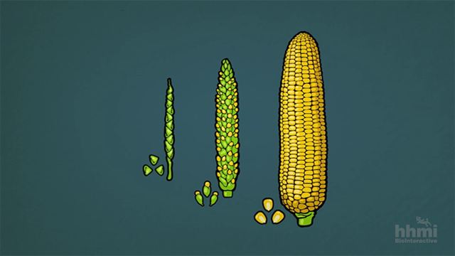 PRIMER VESTIGIO DEL MAÍZ COMO ALIMENTO