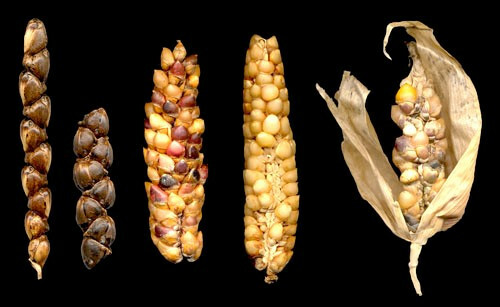 PRIMERA SELECCIÓN DEL MAÍZ