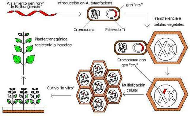 Se realizan ensayos de campo por primera vez, de plantas transgénicas resistentes a insectos, virus y bacterias, en EE.UU. y Europa.