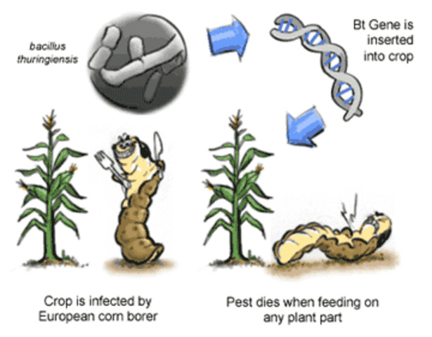 Se generan plantas transgénicas para resistencia a insectos (mediante proteína de Bacillus thuringiensis)