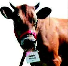 GenPharm International, Inc. Desarrolla la primera vaca transgénica