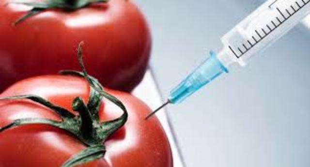 La FDA aprueba el primer cultivo genéticamente modificado utilizado como alimento: el tomate Flavr Savr.