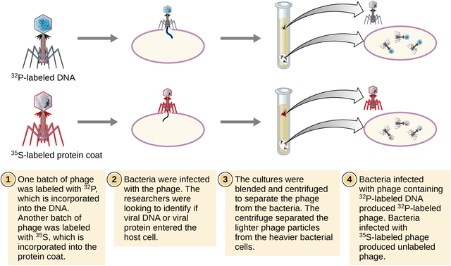 Alfred Hershey and Martha Chase