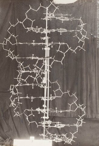 James Watson and Francis Crick