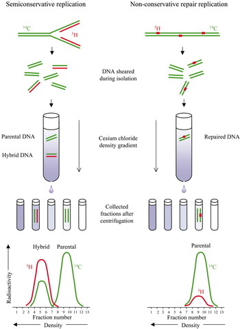 Matthew Maselson and Franklin Stahl