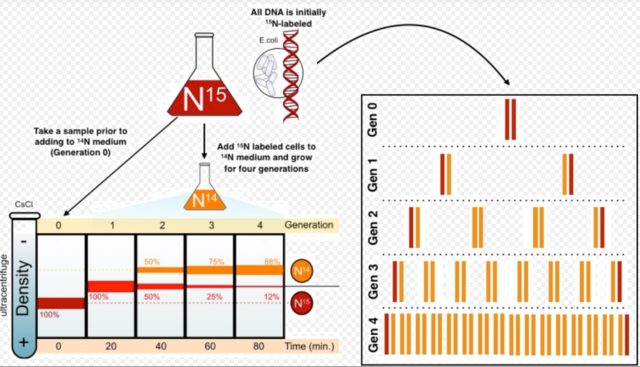 Matthew Meselson & Franklin Stahl