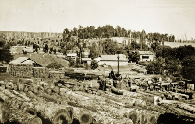 Preocupación por la explotación forestal excesiva