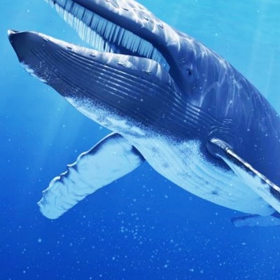 Timeline: La evolución de la ballena