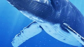 Timeline: La evolución de la ballena