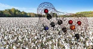 Cultivos de algodón.