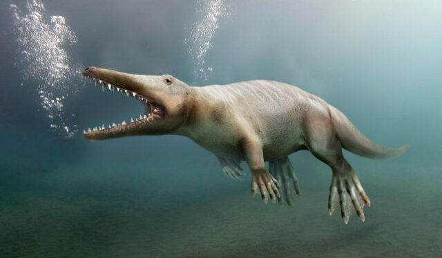 Ambulocetus (Hace 50 - 48 millones de años)