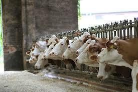 Hormonas del crecimiento.