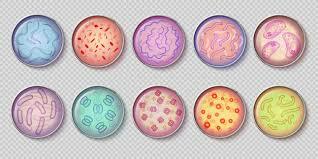 Bacilo de tuberculosis