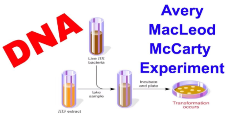 Oswald Avery,  Maclyn McCarty & Colin McCleod