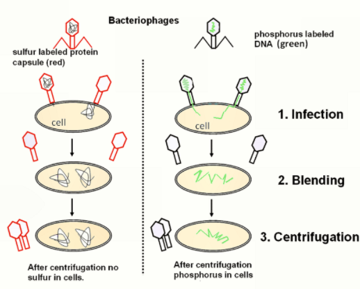 Alfred Hershey & Martha Chase