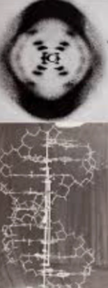 Rosalind Franklin & Maurice Wilkins