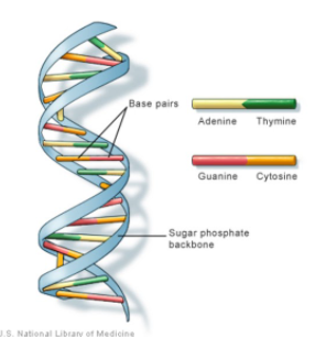 James Watson & Frances Crick