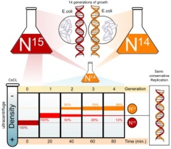 Matthew Meselson & Franklin Stahl
