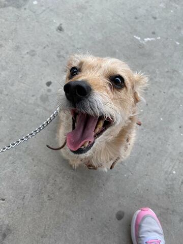 Salí a dar un paseo COVID con mi perrita