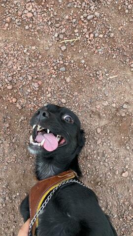 Paseo con mis perritos